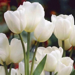 Тюльпан (Многоцветковый) - Вайсе Берлинер