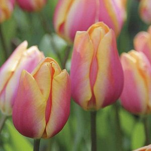 Тюльпан (Многоцветковый) - Драгон Кинг