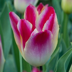 Тюльпан (Многоцветковый) - Тендер Виспер