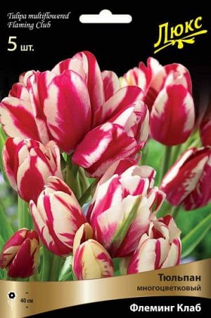 Тюльпан (Многоцветковый) - Флеминг Клаб