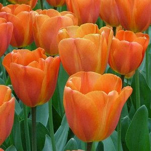 Ани Шилдер Триумф-тюльпаны -  для тюльпанов этого класса характерны крупные бокаловидные цветки, довольно высокие цветоносы (40-70см) и хороший коэффициент размножения. Окраска цветов у тюльпанов этог