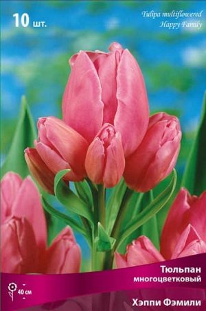 Тюльпан (Многоцветковый) - Хэппи Фэмили
