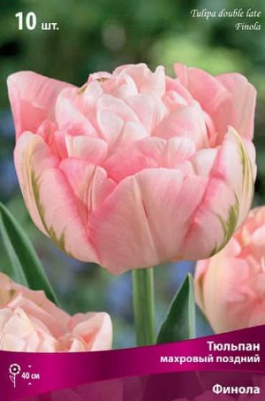 Тюльпан (Махровый поздний) - Финола