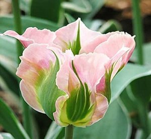 Тюльпан (Зеленоцветный) - Чайна Таун