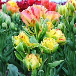 Тюльпан (Многоцветковый) - Фруткоктейль