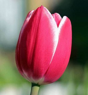 Дебютант Триумф-тюльпаны -  для тюльпанов этого класса характерны крупные бокаловидные цветки, довольно высокие цветоносы (40-70см) и хороший коэффициент размножения. Окраска цветов у тюльпанов этого 