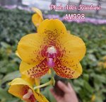 Phal. Ark&#039;s Kaiulani  AM998 