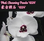 Phal. Charming Panda &#039;1224&#039; (AS-EF)  Mericlone