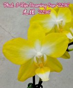 Phal. I-Hsin Beaming Sun &#039;2296&#039; (B1/AI)  Mericlone