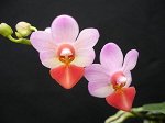 Phal. Jia Ho Cherry x lobbii  (CU) 