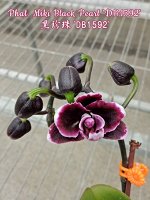 Phal. Miki Black Pearl &#039;DB1592&#039;