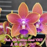Phal. Miki Golden Sand &#039;1363&#039;