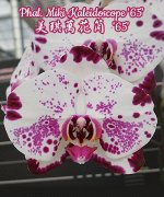 Phal. Miki Kaleidoscope &#039;65&#039; (B1/EF)  Mericlone (Color instability)