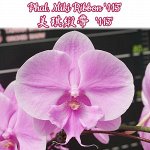Phal. Miki Ribbon &#039;113&#039; (B1/EE)  Mericlone