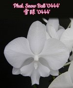 Phal. Snow Ball &#039;0444&#039;  (B1/AM)  Mericlone