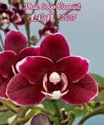 Phal. Sogo Viepearl  &#039;2617&#039; (AP)  Mericlone