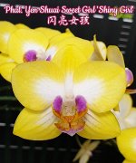 Phal. Yen Shuai Sweet Girl &#039;Shiny Girl&#039; (B1/DT)  Mericlone