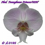Phal. Younghome Princess&#039;0195&#039;