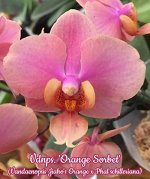 Vdnps. &#039;Orange Sorbet&#039; (Vandaenopsis Jiaho&#039;s Orange x Phal schilleriana)  (AH)  Mericlone