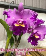 Blc. Apricot Flare ? C. Shellie Compton (A1/BC)  Mericlone