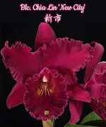 Blc. Chia Lin &#039;New City&#039; (A1/AA)  Mericlone