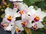Blc. Chian-Tzy General &#039;CT-Tina&#039; (A1/AB)  *aroma*