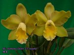 Blc. Hamana Cluster “CT.Aotama” (A1/AB)  *aroma*