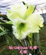 Rlc. Golf Green (A1/BA)  Mericlone