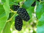 Шелковица черная