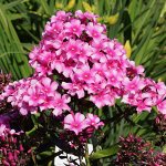 Флокс paniculata Miss Elie
