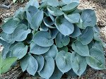 Хоста Хоста гибридная "Блю Кадет" (Hosta hybrida Blue Cadet) неприхотлива. Молодые растения влаголюбивы, но избыточного увлажнения не переносят. Для формирования плотной симметричной куртины у молодых