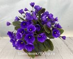 Сенполия СВ-Город Палермо, новинка!
