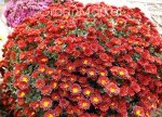 Мультифлора красно -коричневая