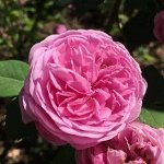 Роза парковая Луис Одьер+