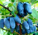 Жимолость камчатская Амур