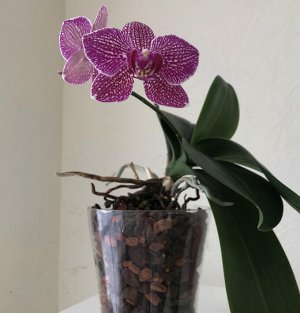 Субстрат для орхидей Seramis 2,5