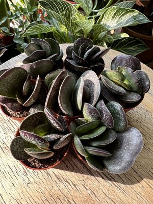 Суккулент Adromischus Trigynus живое растение