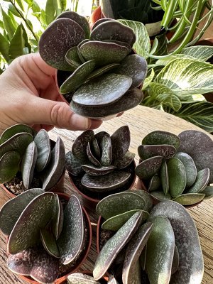 Суккулент Adromischus Trigynus живое растение