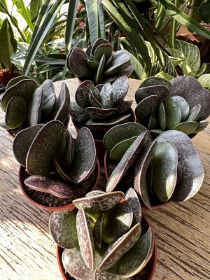 Суккулент Adromischus Trigynus живое растение