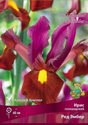 Ирис Ред Эмбер (Голландский) 6/7 10шт (Поиск)