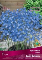 Трителейя Квин Фабиола 5/6 10шт (Поиск)