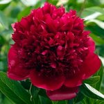 Пион Red Charm