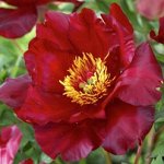 Пион Scarlet Heaven