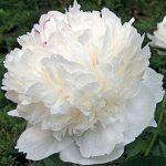 Пион White Sarah Bernhardt