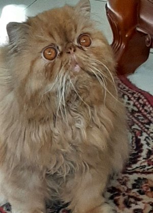 NEW! Сухой корм Dailycat для стерилизованных кошек с индейкой и кроликом. 10 кг. Премиум. Россия