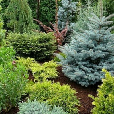 Хвойные Colorline — весна 2026