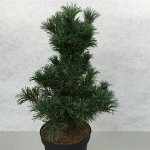 Сосна мелкоцветковая Бонсаи