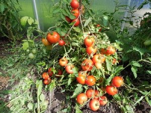 Коллекция семян томатов "МОРОЗОСТОЙКИЕ от САРАЕВА"