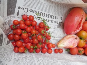 Томат "Красная ягода Ива" (10 семян).