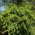 Барбарис амурский (около 200 семян)